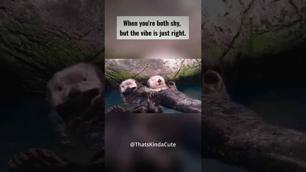This Sea Otter made the Cutest ‘First Move’ Ever! 🦦💖