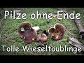 Pilze ohne Ende Tolle Wieseltäublinge