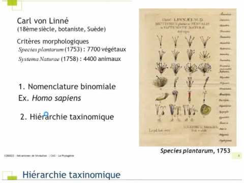 2017 Phylogenie Pt 1