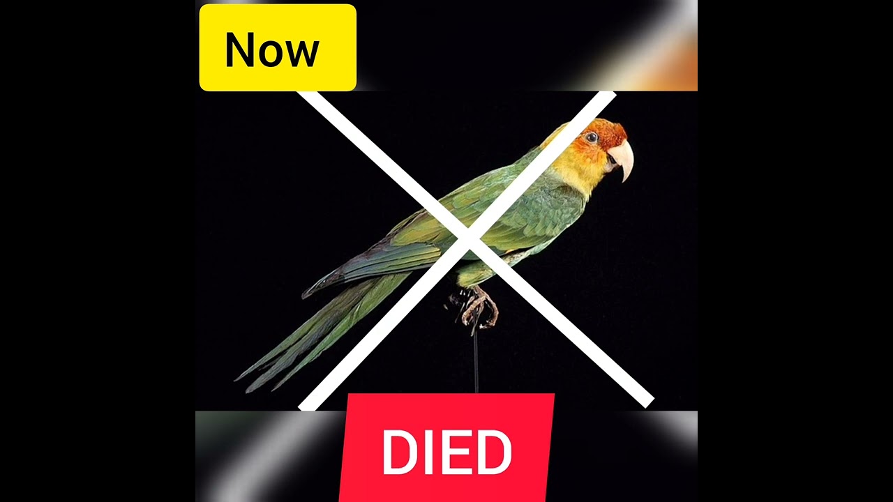 Extinct Birds Carolina parakeet Then vs Now Part - 2