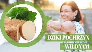 Wow Znasz Dziki Pochrzyn? Menstruacja, Progesteron, Menopauza