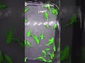 Molly fish