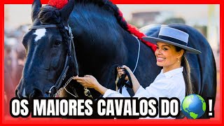 OS MAIORES CAVALOS DO BRASIL  PERCHERON