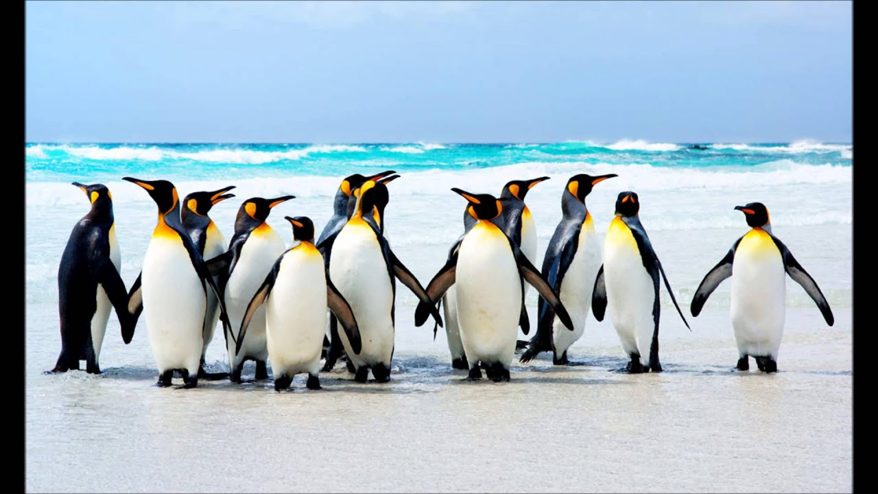 Penguin Dance Balkan Version YouTube