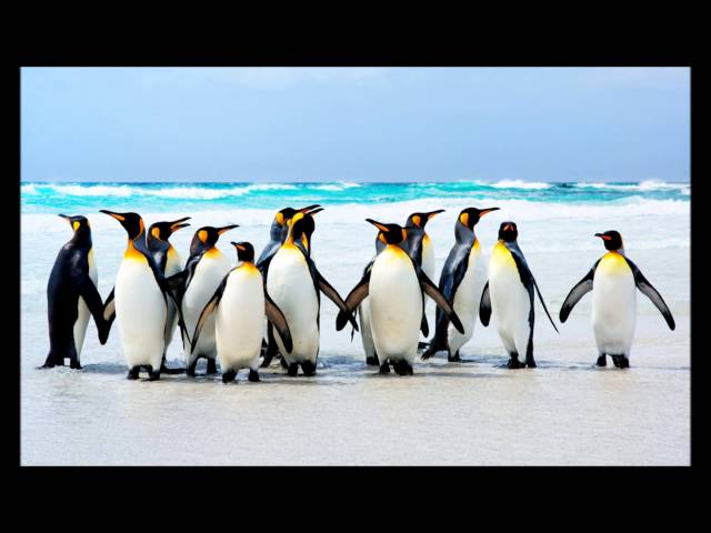 Penguin Dance Balkan Version