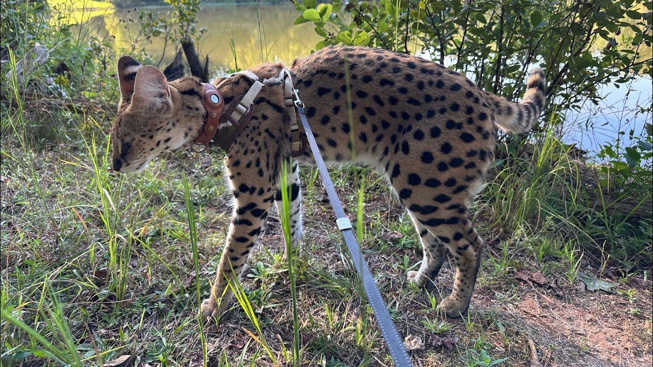 Serval Bites my Hand YouTube