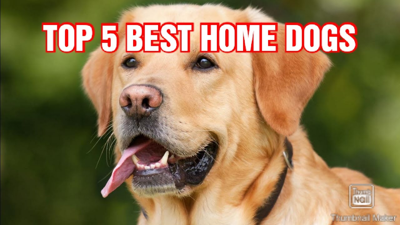 TOP 5 BEST HOME DOGS I DREAMER I YouTube