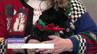 Sponsored Content: Shelter Spotlight: Cookie Cat