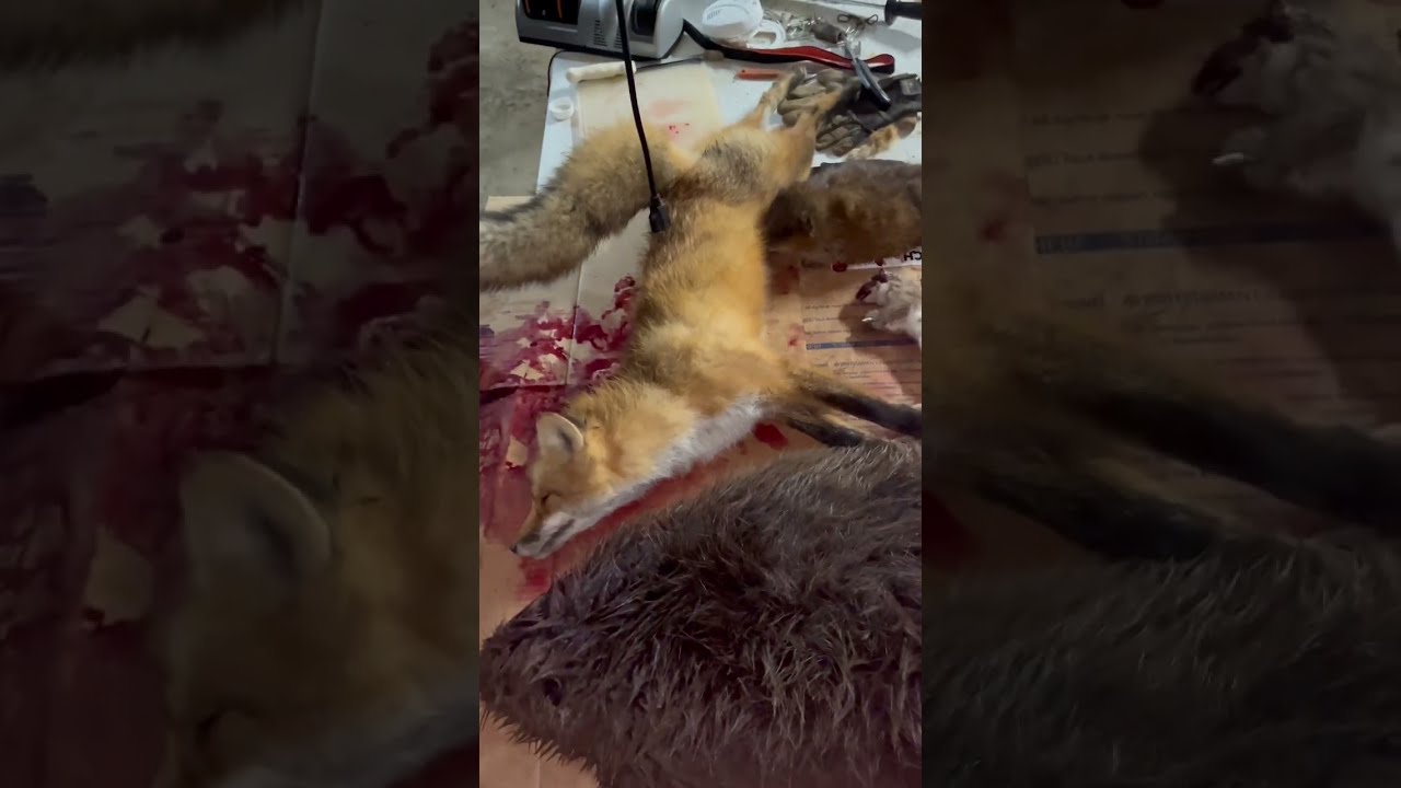Mixed Bag Catch Trapping Outdoors Beaver Redfox Pennsylvania