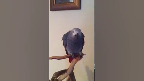 Jaja potty on command