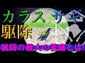 【有害鳥獣駆除】ハンター最大の苦痛とは！？エアライフル空気銃猟