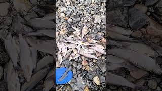Тыва, река Бий-Хем #рыбалка #ловляхариуса #fishing #енисей