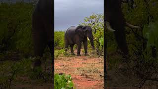 Encountering a Majestic Bull Elephant | Wildlife Adventure #Shorts