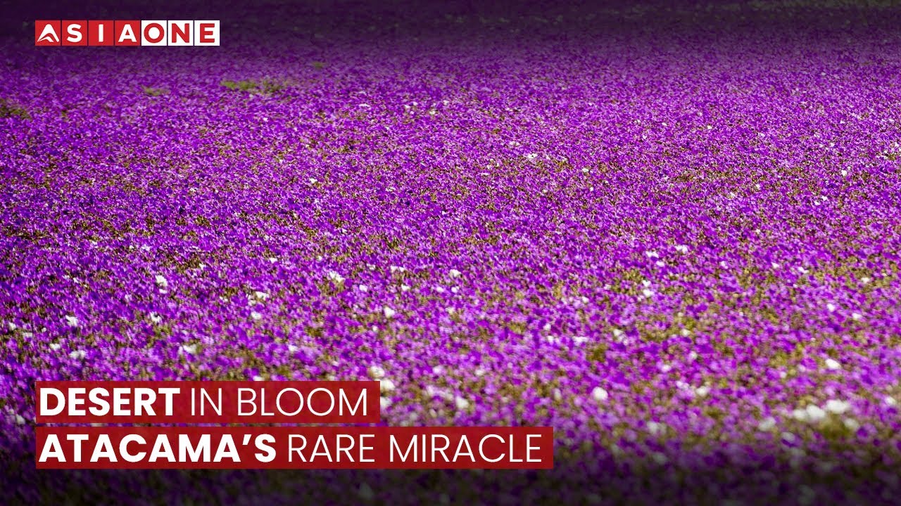 Chile’s Atacama Desert Bursts Into Bloom | The Rare “Flowering Desert” Phenomenon | Asia One News
