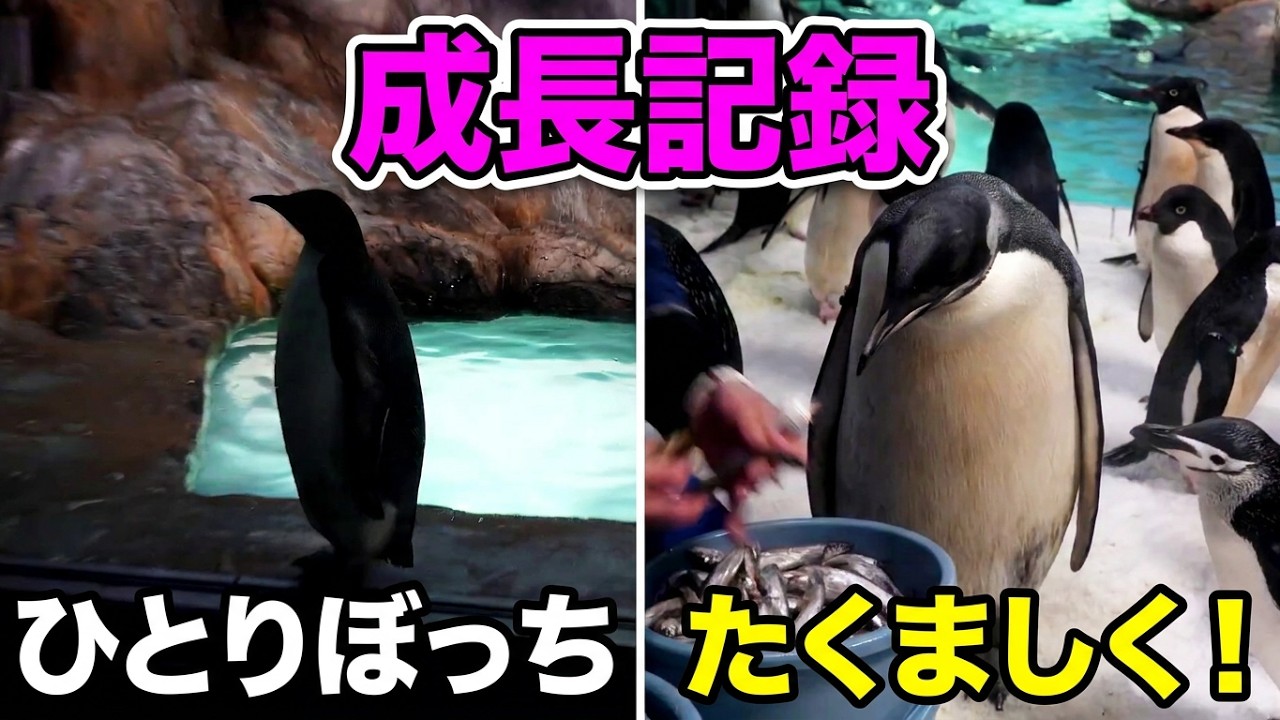 44ちゃん成長日記】「ひとりぼっちで号泣」まで・5月24日～6月4