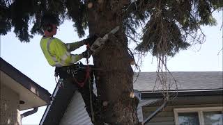 Spruce Tree Removal Spring 2021