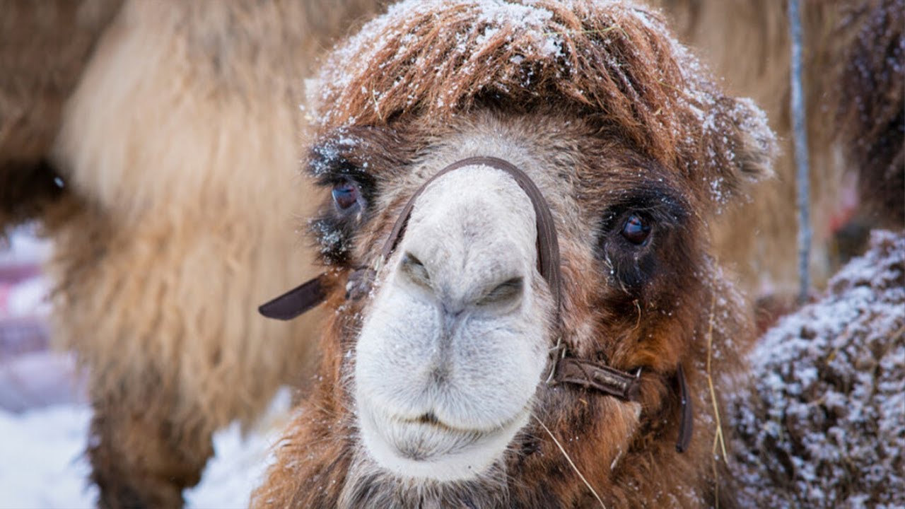 Верблюды из Московского зоопарка адаптировались к столичным морозам