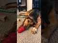 Gracie the Greek Hare-Hound having some Peanut Butter