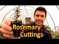 How to Grow Rosemary From Cuttings | Rooting Hardwood Rosemary Cuttings : Herb Propagation