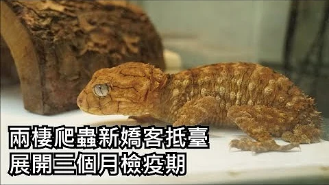 两栖爬虫新娇客抵台　展开三个月检疫期 - 天天要闻