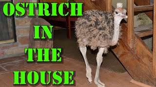 Ostrich In The House