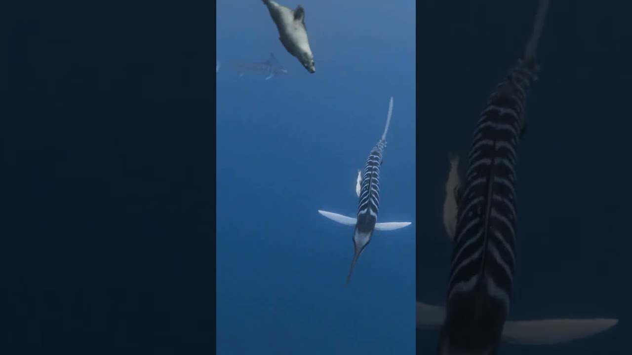 Striped Marlin Hunting | Only One