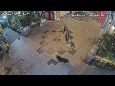 Japanese city suspends 94 schools after first bear sighting