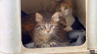 Little kitten lives on the street with its mother by Istanbul Cats 254 views 3 hours ago 2 minutes, 47 seconds