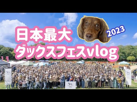 1066匹のダックスが集まるとこうなった。。。引きこもり犬りおん #ダックスフントフェス2023 vlog