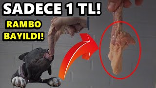 1 TL İLE KÖPEK BESLEMEK ? CİVCİVLER GELİYOR!