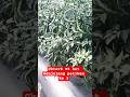 cabe merah cktav8 95 hst menjelang petikan ke 2 #cabai #cktav8 #chili #farming