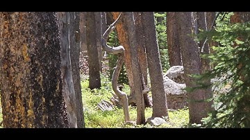 Tree Crashes Into a Structure " Bigfoot Universe" New Perches Everywhere!