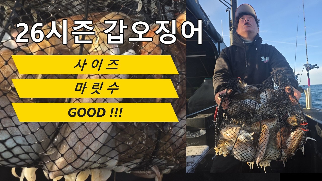 (까망호)제주 갑오징어 본시즌 대박 조황 입니다.