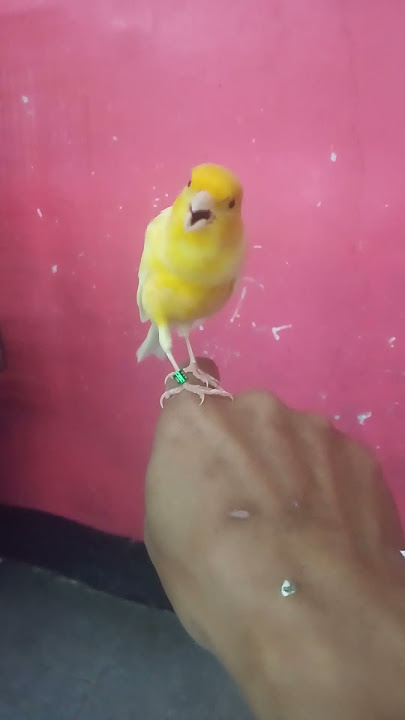 suara burung kenari air mancur