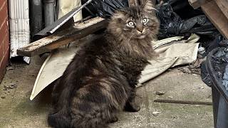The Street Cat Everyone Knew