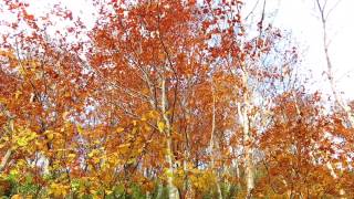 20141025　長万部岳　紅葉トレッキングツアーsp