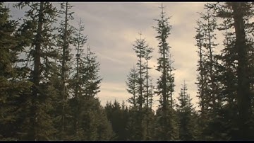 Cluster One - Pink Floyd - Music Video HQ