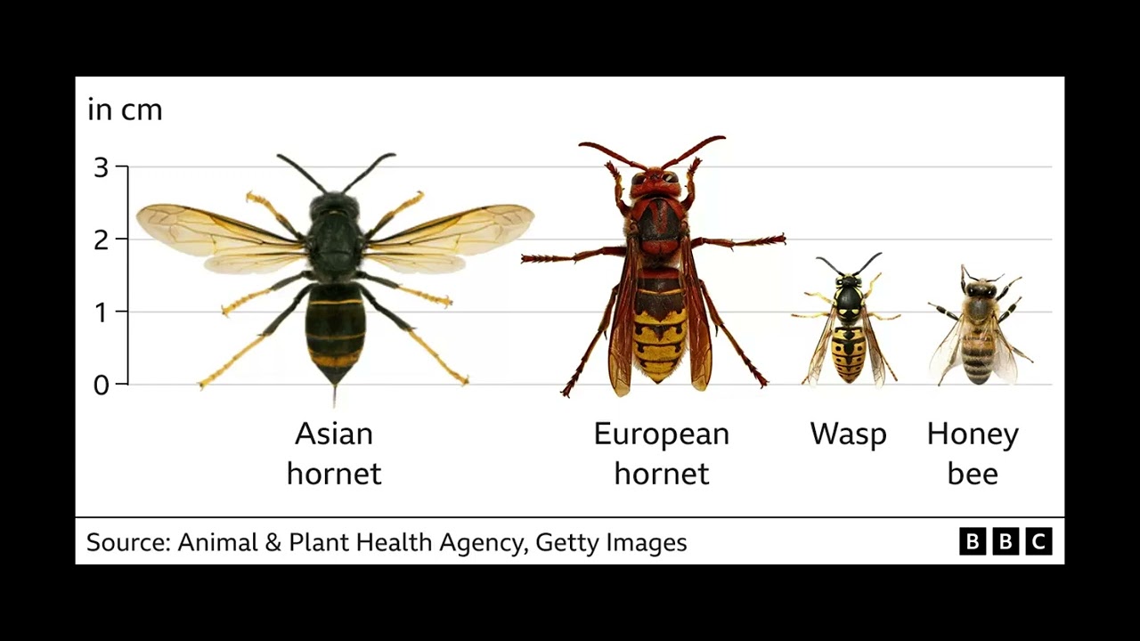 UK bees in danger as Asian hornet sightings rise