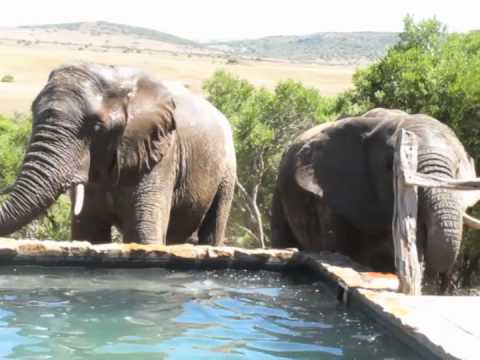 HillsNek Safaris Elephants at Lodge Pool