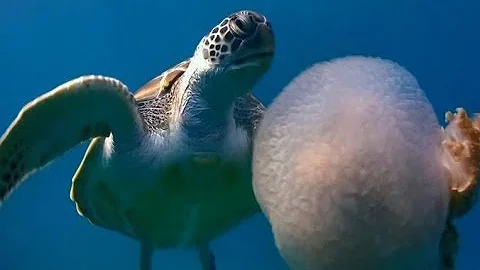 Qual é o habitat da água viva?