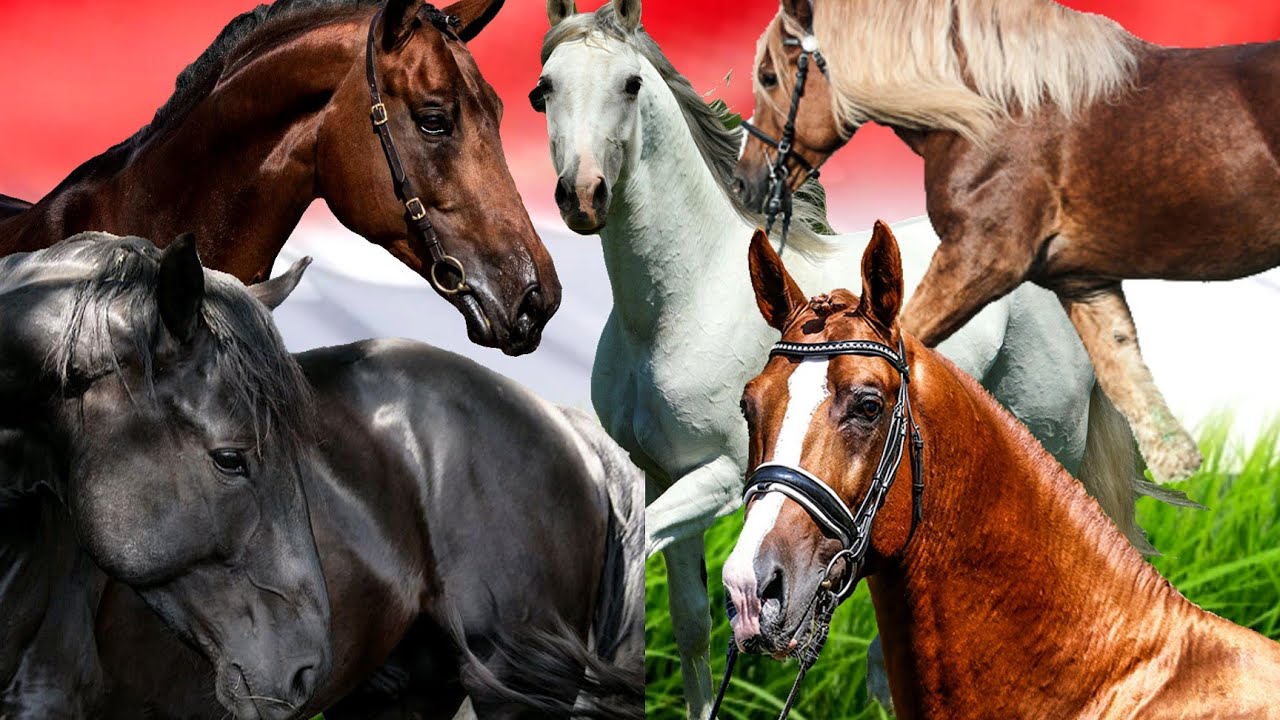 Hungarian Horse Breeds: Beauty of Hungary