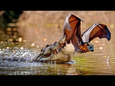 Tragic Moments! Alligator Pounces On Two Bats Ruthlessly