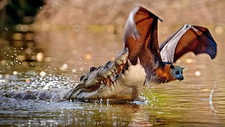 Tragic Moments! Alligator Pounces On Two Bats Ruthlessly