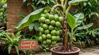 Unbelievable! Guava Growing on a Banana Tree?! | Nature's Mystery or Myth?