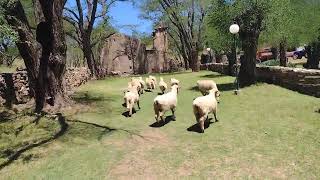 Capilla nuestra Señora del Rosario , Paso del Rey . San Luis .