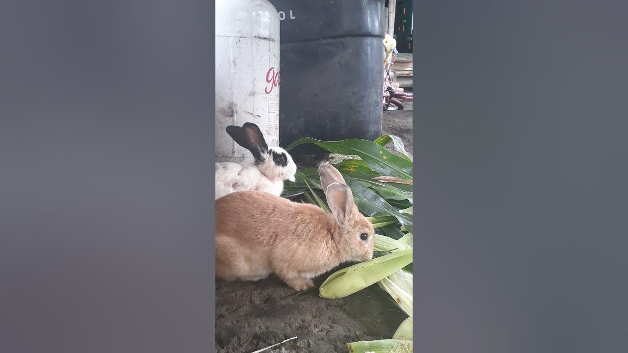 Conejo Comiendo Hojas De Maiz En el Campo //Conejo come feliz su zanahoria  shorts - YouTube