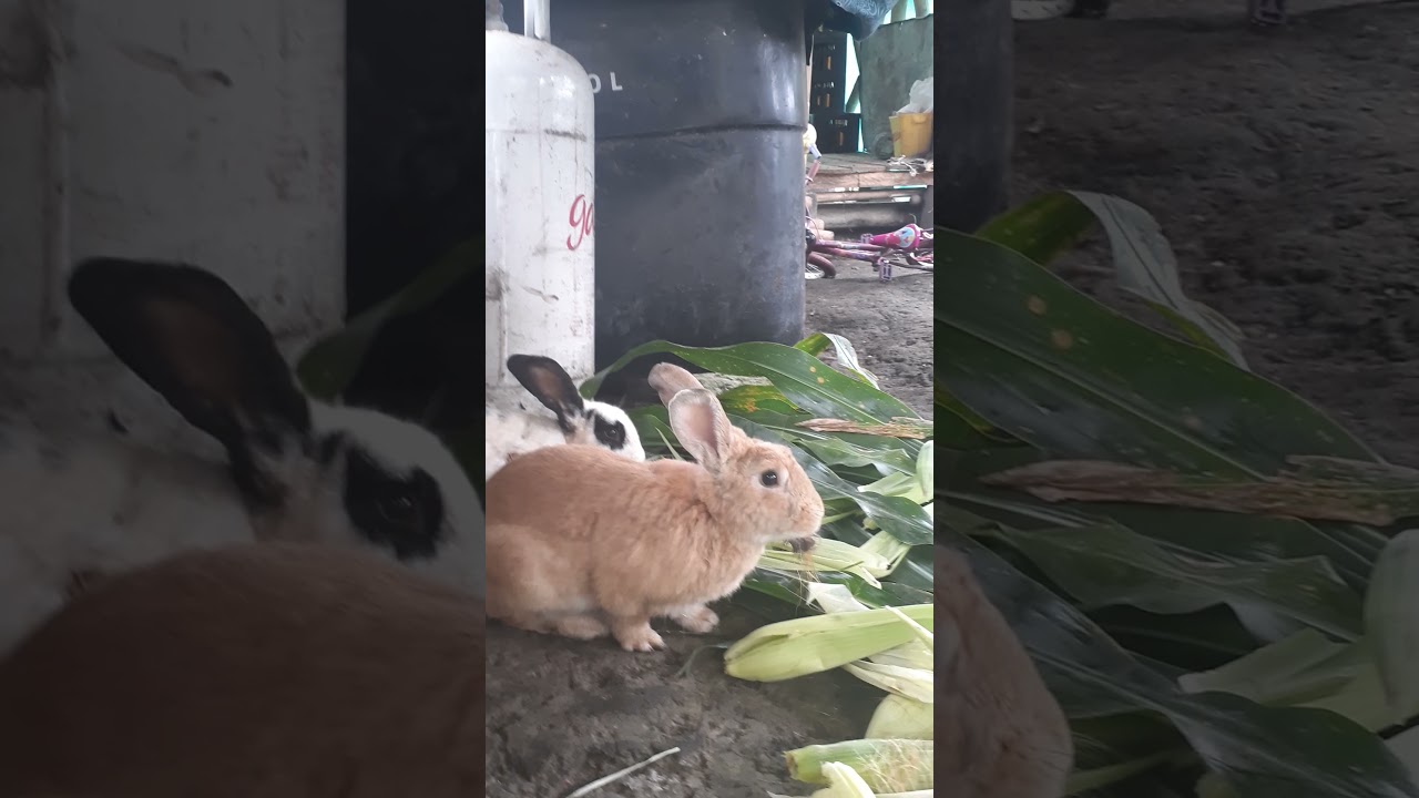 Conejo Comiendo Hojas De Maiz En el Campo //Conejo come feliz su zanahoria  shorts - YouTube