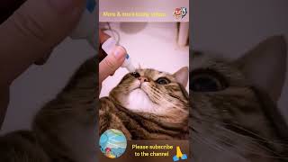 funny dogs & cats .. amazing animals