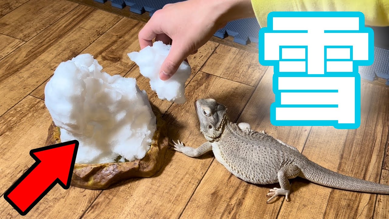 When I showed my pet lizard snow for the first time, the results