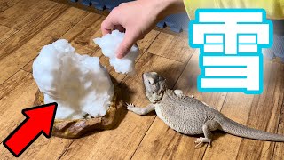 When I showed my pet lizard snow for the first time, the results